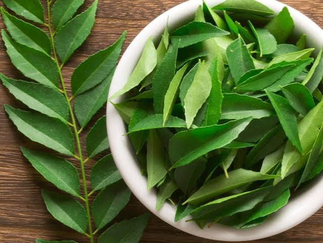 Curry Leaves Plants — Browse 1 varieties